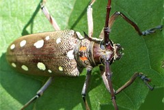 Batocera rubus rubus
