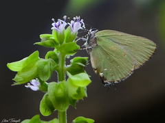 Cyanophrys herodotus