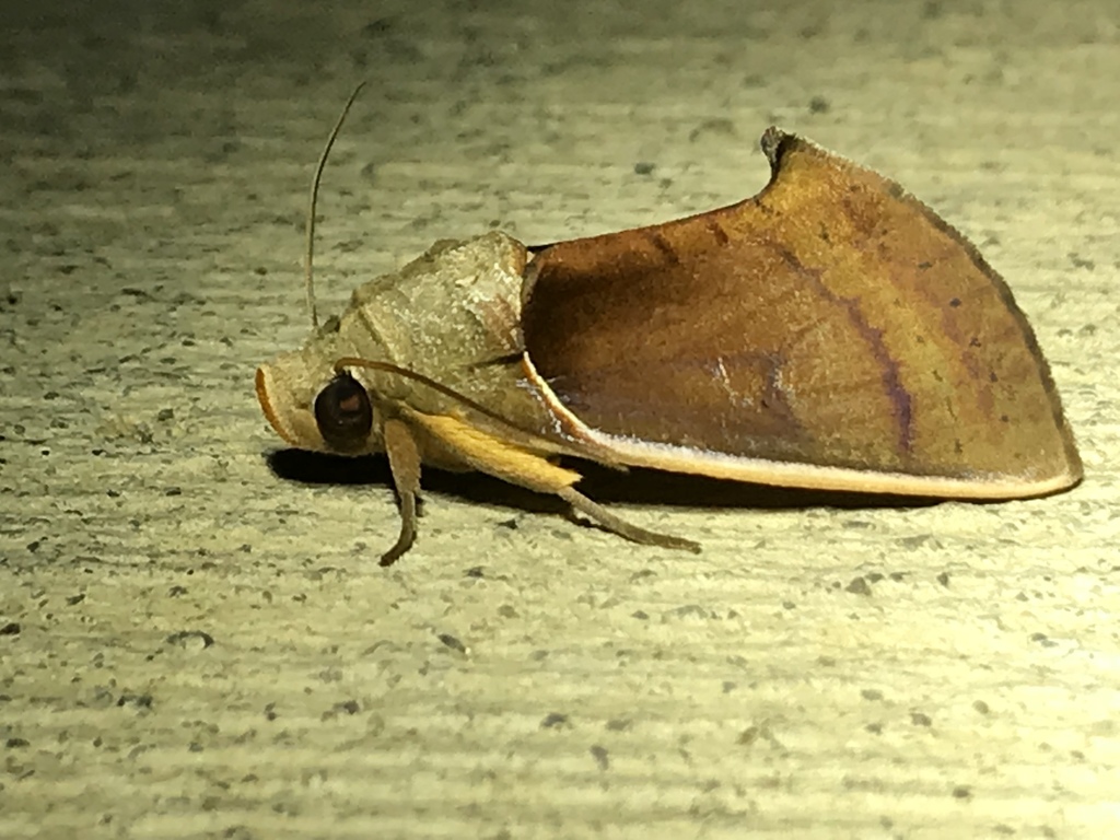 Gonodonta sicheas