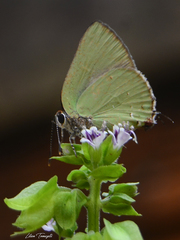 Cyanophrys herodotus