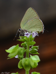 Cyanophrys herodotus