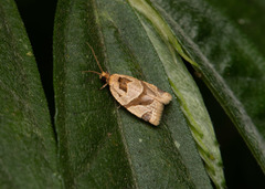 Gnorismoneura
