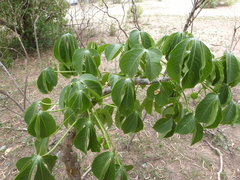 Jatropha macrocarpa