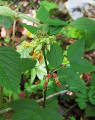 Vicia oroboides