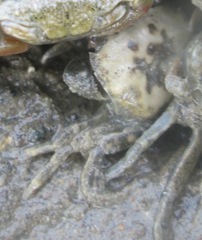 Hemigrapsus crenulatus image