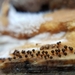 Enerthenema papillatum - Photo (c) Marion Anthonisen, algunos derechos reservados (CC BY-NC), subido por Marion Anthonisen