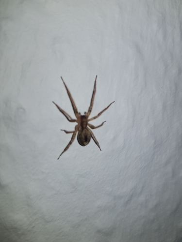 Buzzing Spider photo 3