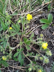 Potentilla humifusa