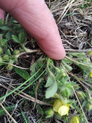 Potentilla humifusa