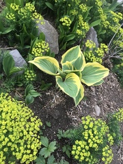 Hosta