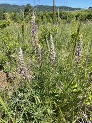 Lupinus oreganus