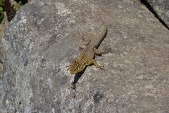 Stenocercus crassicaudatus