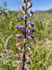 Lupinus oreganus