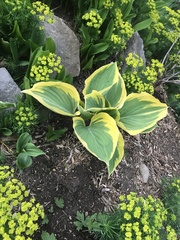 Hosta
