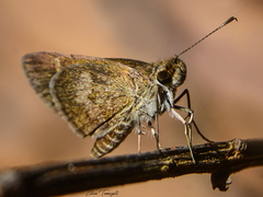 Callimormus saturnus