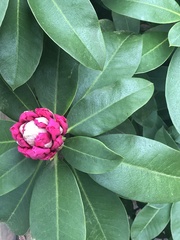 Rhododendron × hybridum