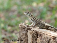 Tropidurus etheridgei