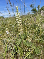 Lupinus oreganus