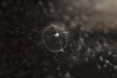 Mitrocomella polydiademata