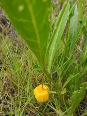 Physalis walteri