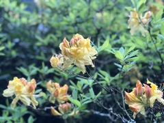 Rhododendron × hybridum