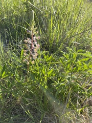 Lupinus oreganus