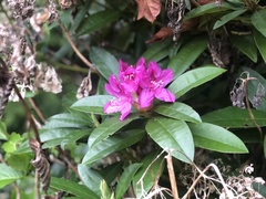 Rhododendron × hybridum