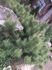 Pinus