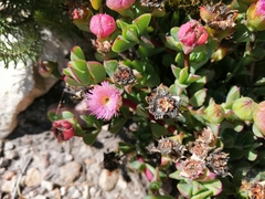 Erepsia forficata