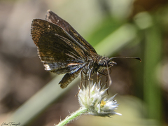 Staphylus melaina