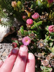 Erepsia forficata
