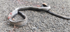 Dolichophis jugularis