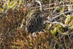 Passerculus sandwichensis beldingi
