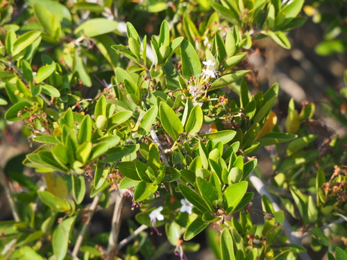 Volkameria inermis
