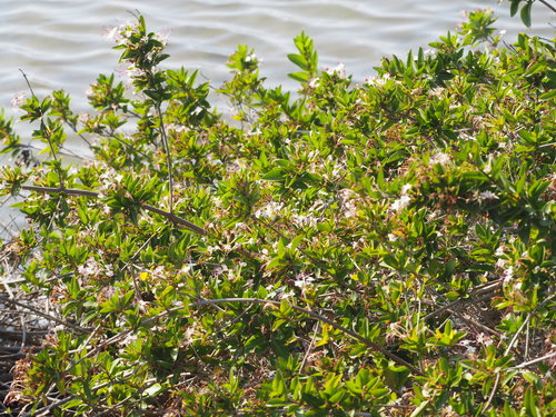 Volkameria inermis