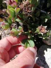 Erepsia forficata