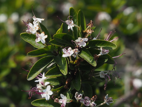 Volkameria inermis iNat (3)