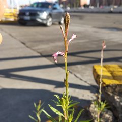 Oenothera hexandra