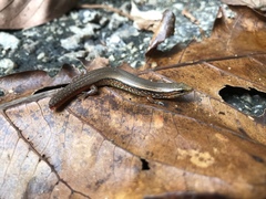 Subdoluseps bowringii