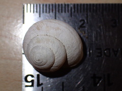 Helminthoglypta stiversiana