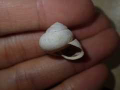 Helminthoglypta stiversiana