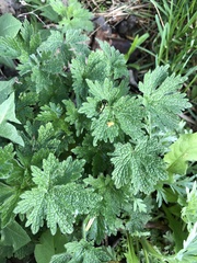 Leonurus quinquelobatus