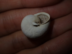 Helminthoglypta stiversiana