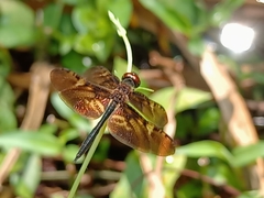 Rhyothemis obsolescens