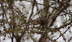 Phylloscopus trochilus