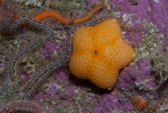 Pteraster capensis image