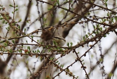 Phylloscopus trochilus