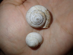 Helminthoglypta stiversiana