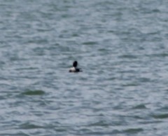Mergus merganser