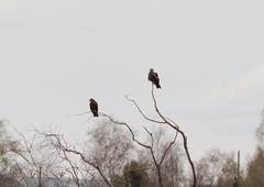 Milvus migrans